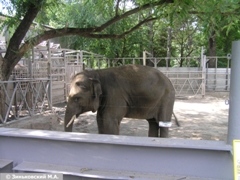 Зоопарк в Ростове-на-Дону: Слон Азиатский