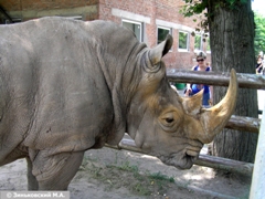 Зоопарк в Ростове-на-Дону: Носорог