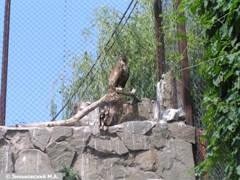 Зоопарк в Ростове-на-Дону: Орлан-белохвост