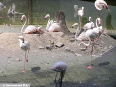 Зоопарк в Ростове-на-Дону: Розовое фламинго