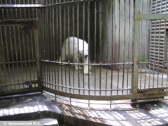 Зоопарк в Ростове-на-Дону: Белый медведь Ёши