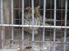 Зоопарк в Ростове-на-Дону: Амурский тигр