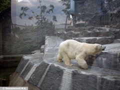 Зоопарк в Праге: Белый медведь