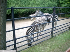 Зоопарк в Праге: Зебра Бёма