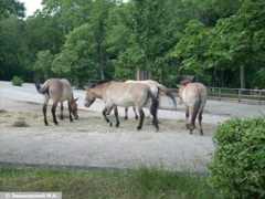 Зоопарк в Праге: Лошадь Пржевальского