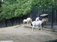 Зоопарк в Праге: Антилопа