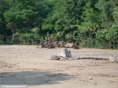 Зоопарк в Праге: Верблюды двугорбые