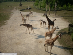 Зоопарк в Праге: Жирафы