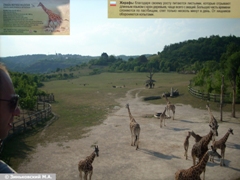 Пражский зоопарк. Жираф