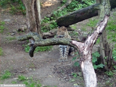 Зоопарк в Праге: Амурский леопард