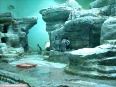 Зоопарк в Праге: Пингвин Гумбольдта