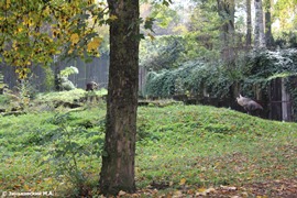 Зоопарк в Праге: Бурая гиена