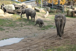 Зоопарк в Праге: Слоны