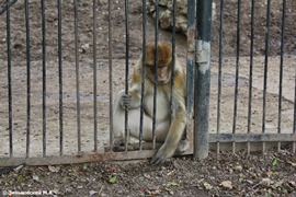 Зоопарк в Праге: Макаки