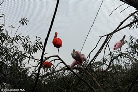 Зоопарк в Праге. Колпица розовая и Красный ибис