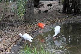 Зоопарк в Праге. Белый и Красный ибис