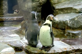 Зоопарк в Праге: Гумбольдтов пингвин